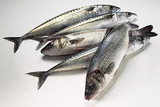 金枪鱼片图片,海洋美味,营养之选