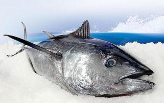 金枪鱼片图片,海洋美味,营养之选