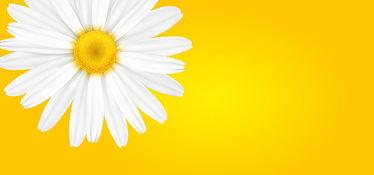 雏菊的背景音乐,探寻生命之花的秘密